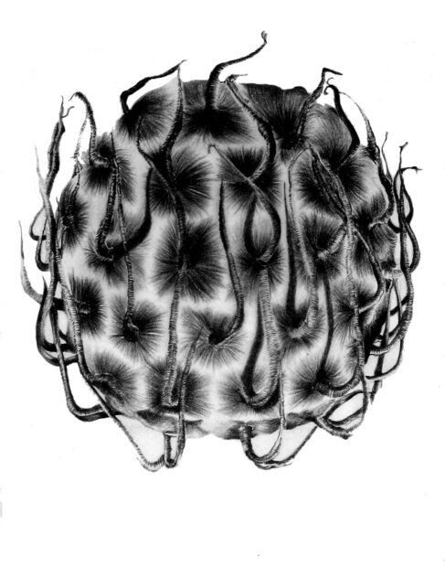 Black and white drawing of a head of hair