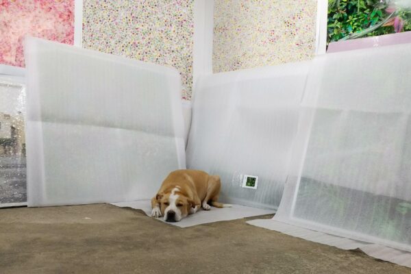 A white and light brown dog sitting on packing material