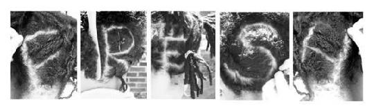 A photographic work by Rabéa Ballin consisting of five images printed on aluminum. Each image depicts a different letter shaved into the back of a person's hair, spelling out the word, "FRESH."