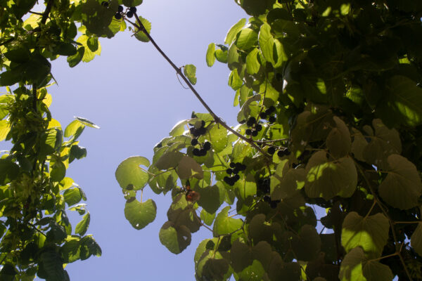 A photograph looking up at a series of Mustang Grape vines growing along trees. The sky is clear and blue above them.