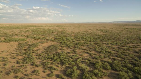 A wide shot of the greens and browns of a desert landscape