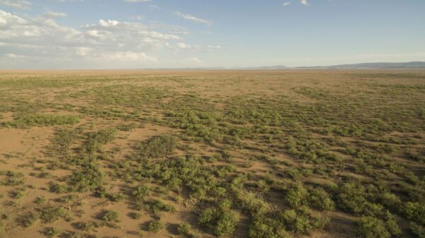 Fotografía aérea de un llano desértico poblado de pequeñas manchas de verdor.