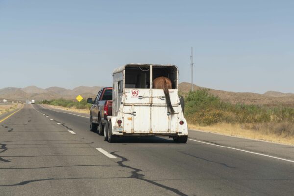 Fotografía de una camioneta que arrastra un remolque blanco con un caballo por la carretera.