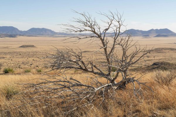 Fotografía de un paisaje desértico. En primer plano está un árbol cuyas ramas no tienen hojas.