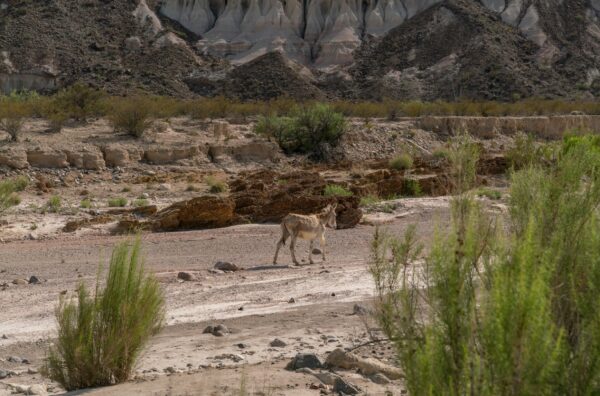 Fotografía de un terreno pedregoso en la base de una montaña sobre el que camina un burro solitario.