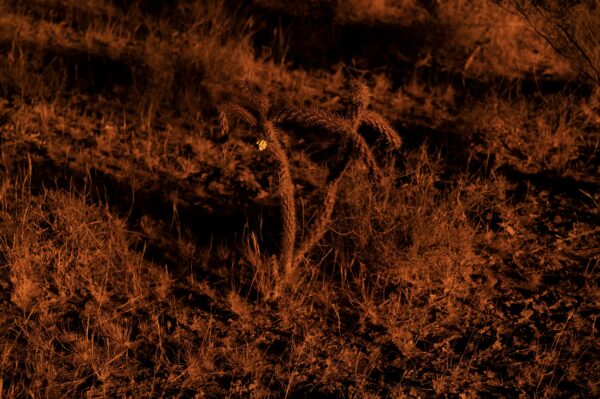 Fotografía de un pequeño cactus en el suelo del desierto, toda la imagen tiene una luz rojiza y sombras marcadas.