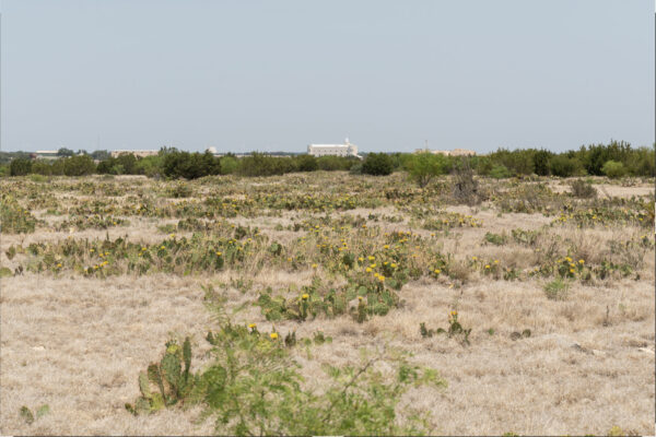 Fotografía de un campo de pasto seco y cactus con flores amarillas. En el fondo, detrás de una hilera de árboles y bajo un cielo despejado, se distingue un edificio alto y blanco.