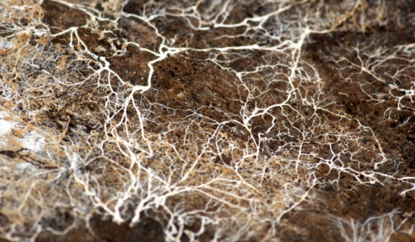 Detail photo of mycelium network