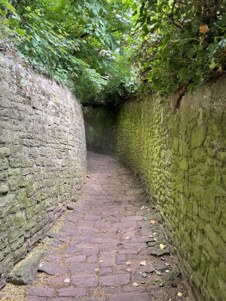 A lush and narrow alley with foliage and moss growing around stones