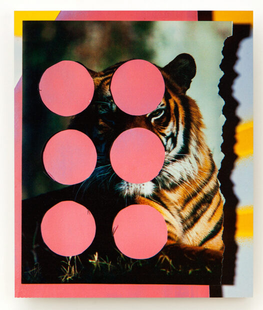 A photo-based mixed media work by Kevin Todora featuring a photograph of a tiger with six circles cut out. The image is placed atop a painted background so that the circles reveal bright pink paint.
