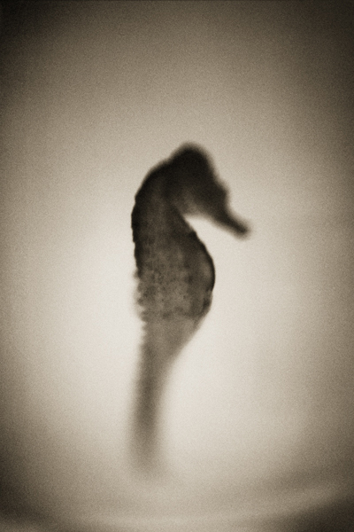 Photo of the profile of a seahorse