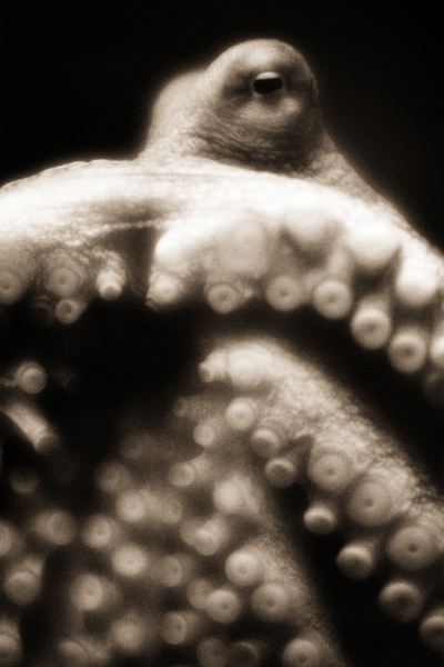 Detail of an octopus