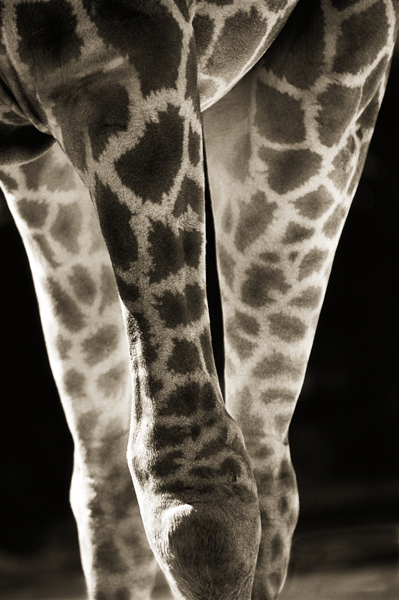 Detail photo of a Giraffe knee