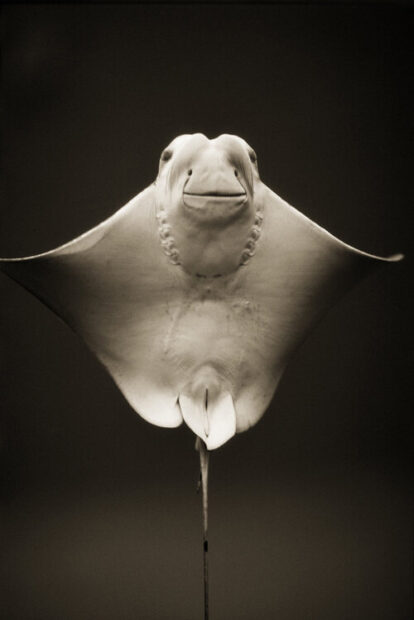 Underside of a Cownose Ray