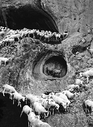 Photo of sheep in a cave in Portugal