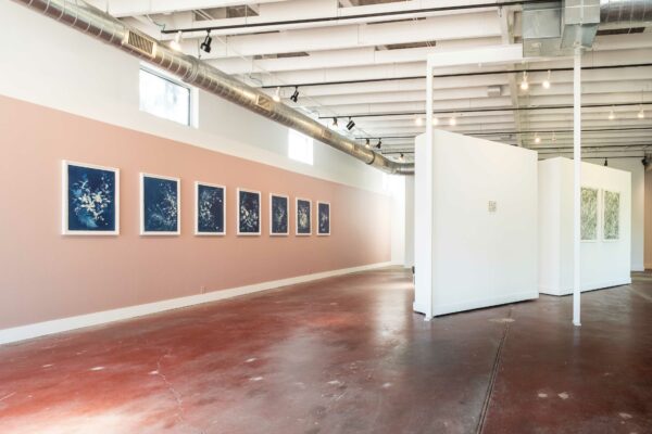 Installation view of a row of blue cyanotypes against a reddish-pink wall and works on paper on a diagonal white wall
