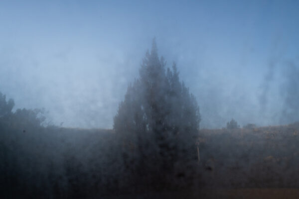 Foggy photo of a tree in a window