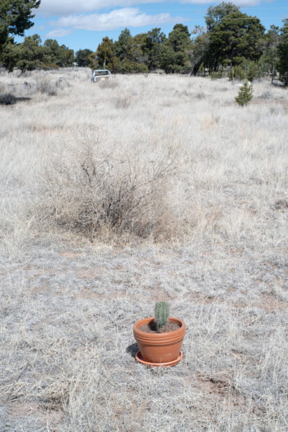 Photo of a potted cactus in a dry desert landscape