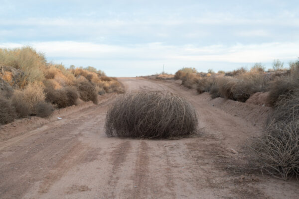 Photo of a large tumbleweed in the middle of a dirt road