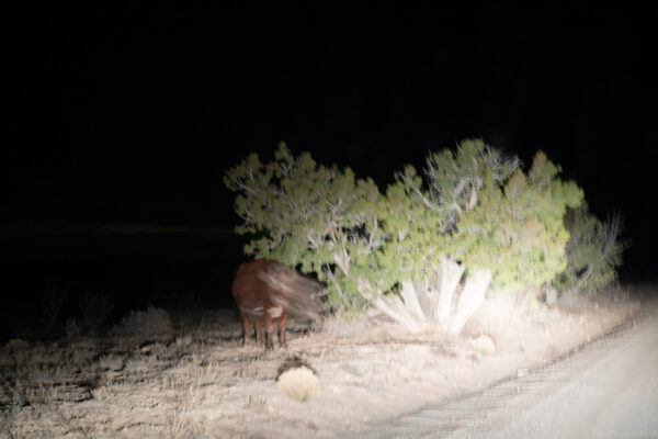 Night photo of a cow under a mesquite tree