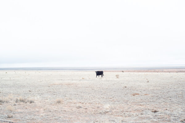 Photo of a cow in the distance in a desert landscape