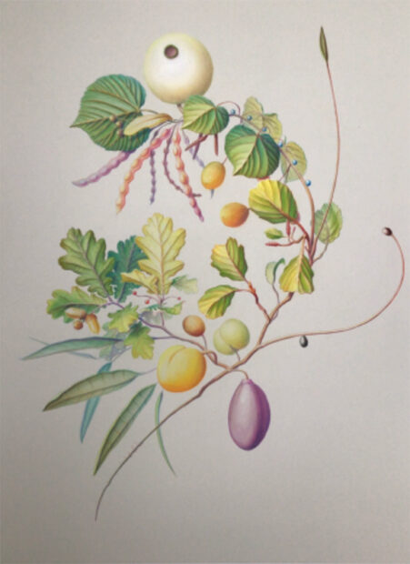 A watercolor work by David Thorpe. The work resembles a traditional botanical drawing but appears to have various leaves and fruits stemming from one plant.