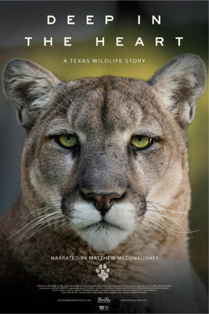 A movie poster featuring a photograph of wild cat, with text that reads Deep in the Heart: A Texas Wildlife Story.