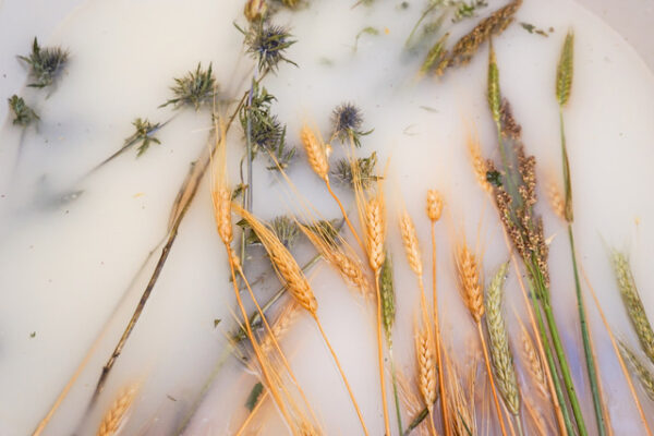 Image of wheat and thistles in breast milk