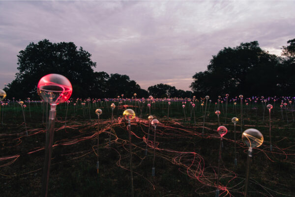 View of bulb lights in a field at Dusk