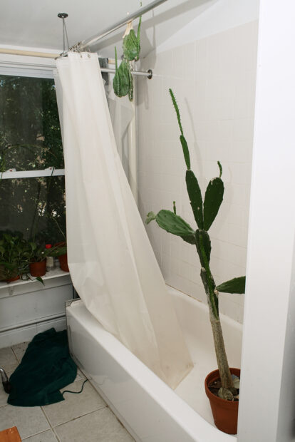 Photo of a cactus in a bathtub