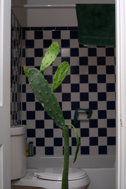 Photo of a cactus in a bathtub with a black and white square tiled backdrop