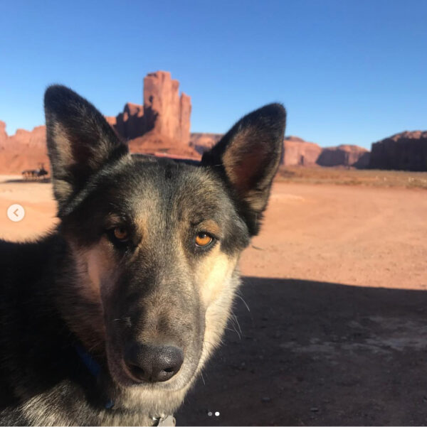 Photo of a german shepherd dog in the desert