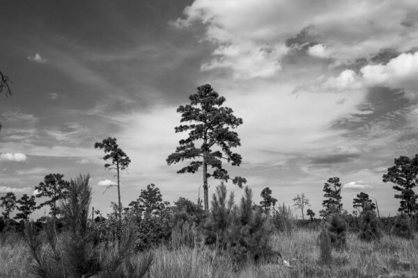 Photo of pine trees