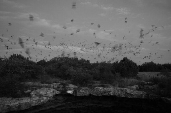 A still image from a video work by Jessica Harvey features a black and white landscape with a blur of birds flying overhead. 