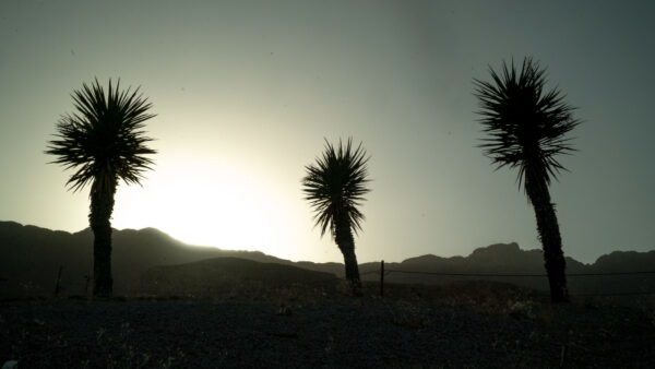 Fotografía de un atardecer. El primer plano es oscuro pues el sol poniente está a espaldas de un pequeño monte y tres palmeras al centro, izquierda y derecha de la imagen.