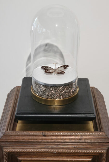 Installation view of a butterfly pinned in a vase