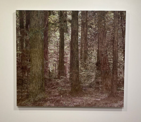 A soft and intricate painting of a forest by Jack Hoyer.