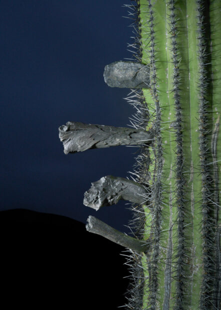 Photo of arrowheads in the skin of cacti