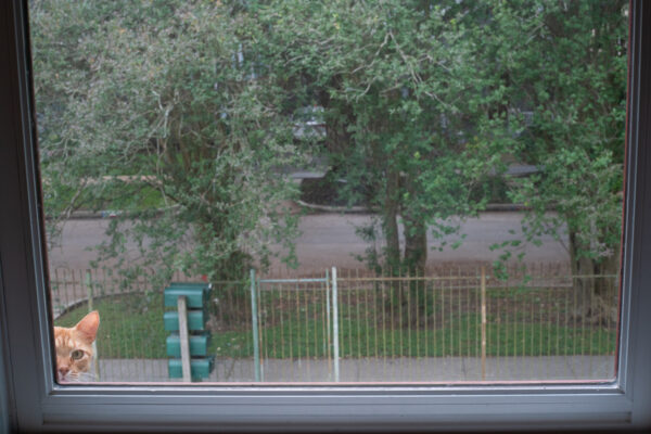 Photo of a cat peeking through a window