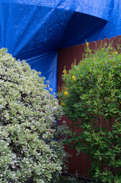 Photo of a blue tarp above green bushes