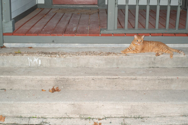 Photo of a cat lying on cement porch stairs