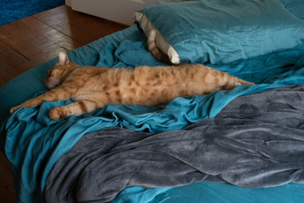 A cat lounging in a bed