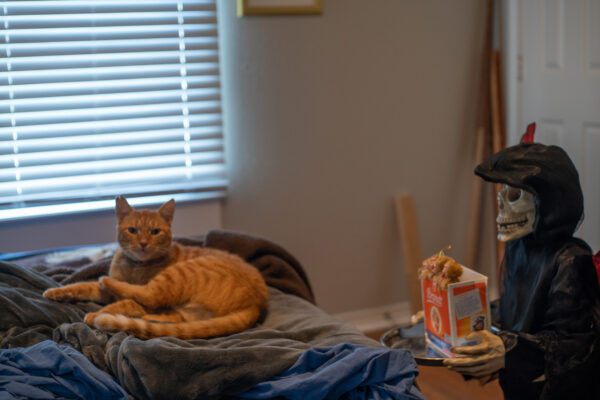 An orange cat next to a halloween decoration
