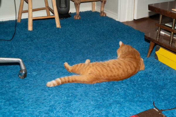 A cat lying on a blue carpet