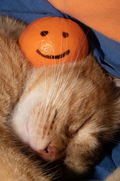 Cat lying with an orange with a smiley face