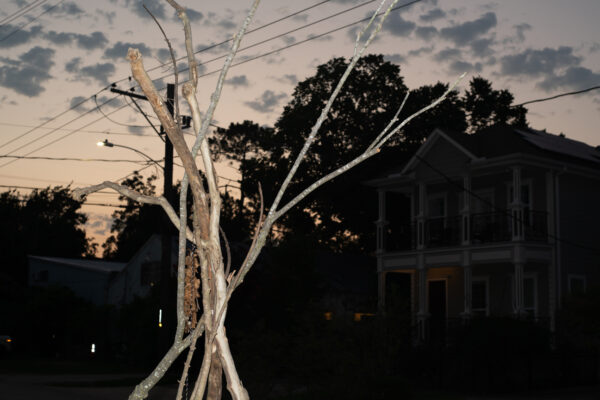 Photo of bare trees and a night sky