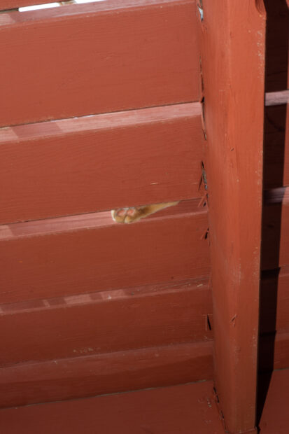 A cat paw through a red picket fence