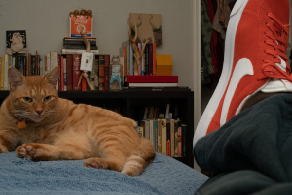 A cat lying on a bed