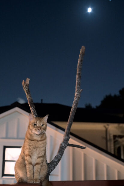 A cat sitting on a fence