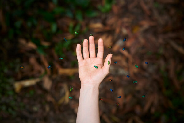 A photograph of a person's hand suspended over a pile of leaves, small colorful metallic bugs fly around the hand.